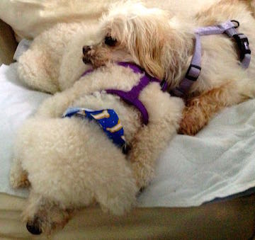 a little white dog rests his head on another dog's back